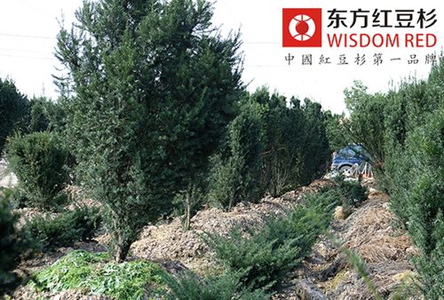 紅豆杉還有更寬廣的應(yīng)用前景嗎?