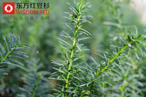 中國(guó)境內(nèi)分布著哪些紅豆杉？