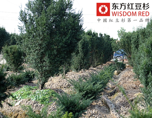 75歲老人應(yīng)義植種紅豆杉抗病魔