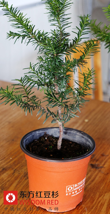 植物專家解讀國寶“健康樹”紅豆杉