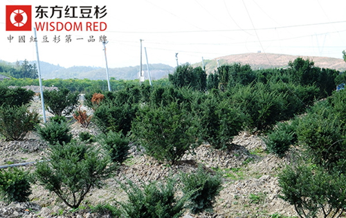 “環(huán)保樹”紅豆杉成抗擊霧霾的健康衛(wèi)士
