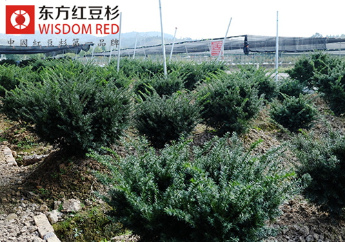 長白山區(qū)發(fā)現特大千年紅豆杉 在國內極罕見