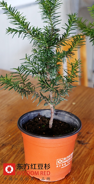 紅豆杉為何被稱為國寶式的“健康樹”?