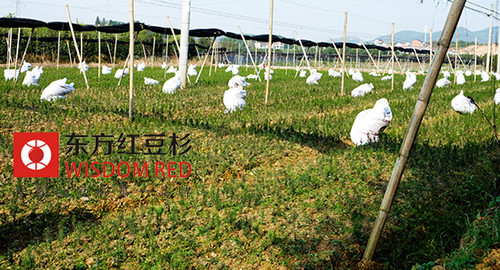 紅豆杉為何屢遭“毒手”？價值高是主因