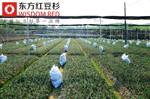 庭院綠化選多少高的紅豆杉種苗栽種好?