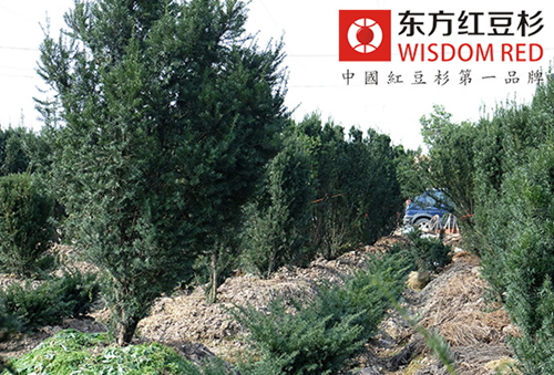 道路兩旁種上紅豆杉能否吸附汽車尾氣?