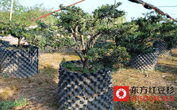 紅豆杉的經(jīng)濟價值及保護措施