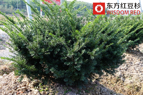 紅豆杉種植戶借力電商瞄準個人消費用苗