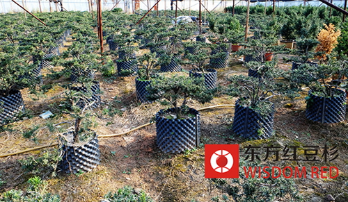 養(yǎng)護技術(shù):紅豆杉芽苗如何移栽好?
