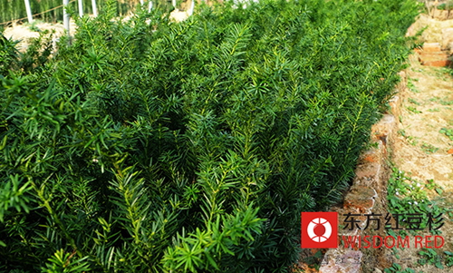 種植紅豆杉,他帶著村民走上了致富道路