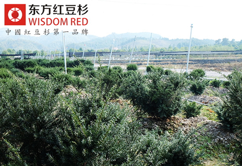 紅豆杉種苗市場價(jià)格為何持續(xù)走低?