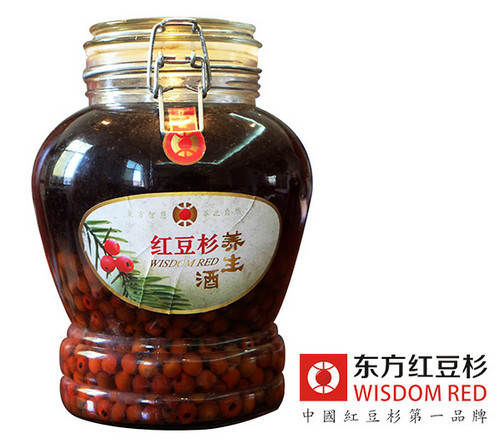 “植物大熊貓”紅豆杉在河北實現(xiàn)人工培育