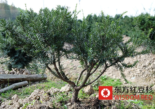 古樹(shù)紅豆杉“揚(yáng)正氣 ”與村民守望400年
